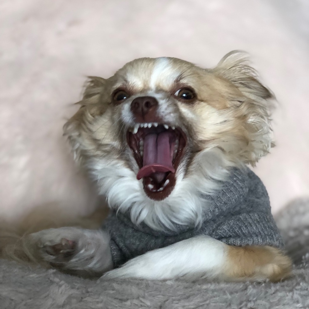 Meet your Posher, Tina